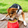 Mutton Recipe - Image 5